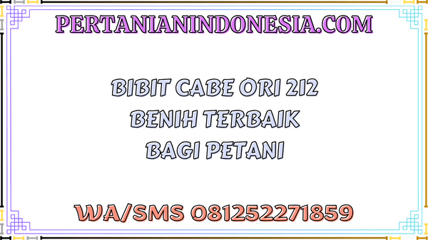 Bibit Cabe ORI 212 Benih Terbaik Bagi Petani
